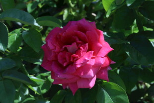 月季花 