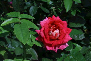 月季花  
