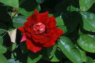 月季花 