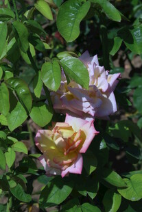 月季花  