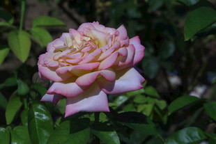 月季花  
