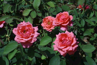 月季花  