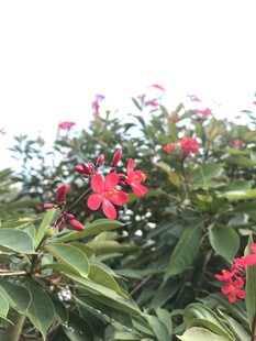 琴叶珊瑚