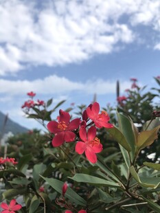琴叶珊瑚