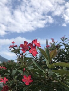 琴叶珊瑚