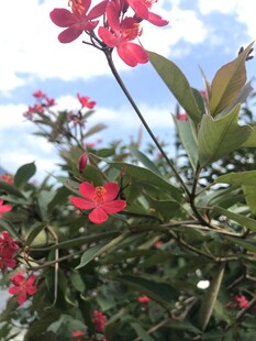 琴叶珊瑚