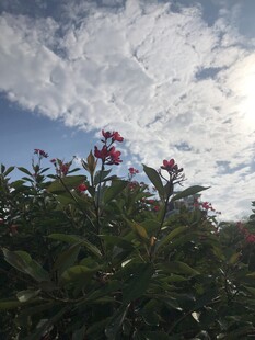 琴叶珊瑚