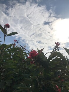 琴叶珊瑚