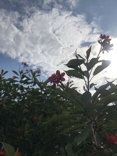 琴叶珊瑚