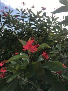 琴叶珊瑚
