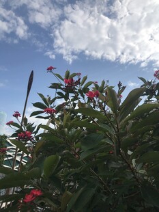 琴叶珊瑚