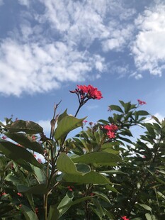 琴叶珊瑚