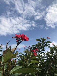 琴叶珊瑚