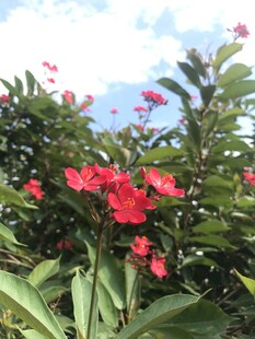琴叶珊瑚