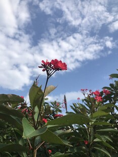 琴叶珊瑚