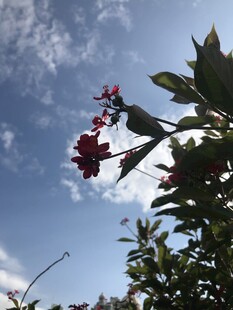 琴叶珊瑚