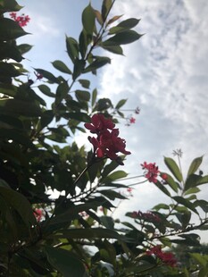琴叶珊瑚