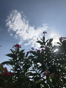 琴叶珊瑚