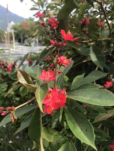 琴叶珊瑚 