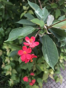 琴叶珊瑚 