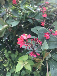 琴叶珊瑚 
