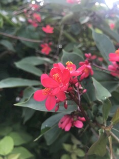 琴叶珊瑚 