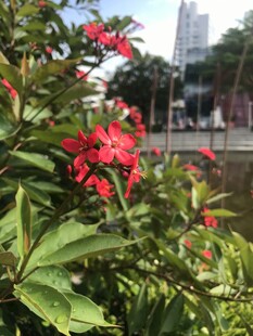 琴叶珊瑚 