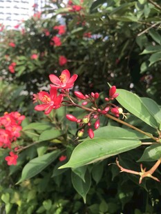 琴叶珊瑚 