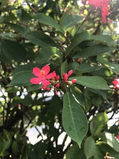 琴叶珊瑚 