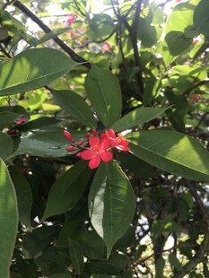 琴叶珊瑚 