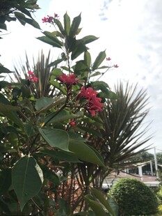 琴叶珊瑚 
