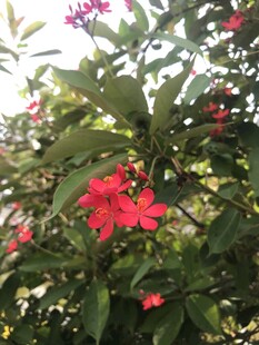 琴叶珊瑚