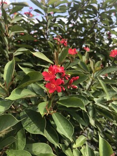 琴叶珊瑚