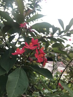 琴叶珊瑚
