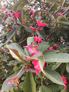 琴叶珊瑚