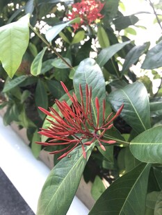 龙船花