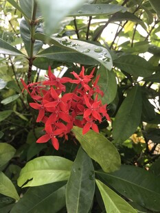 龙船花