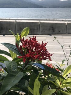 龙船花