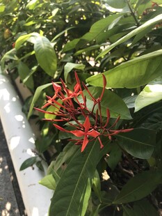 龙船花