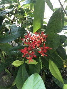 龙船花