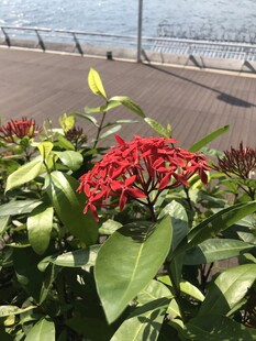 龙船花