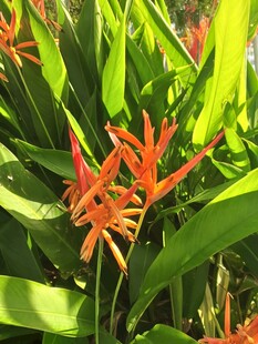 蝎尾蕉