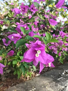 三角梅