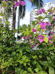 三角梅