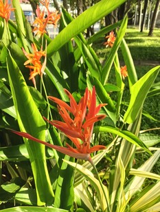蝎尾蕉