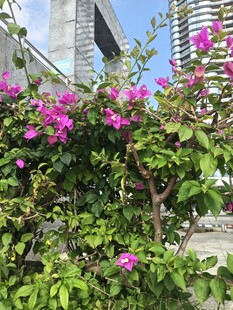 三角梅