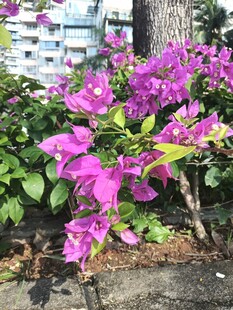 三角梅