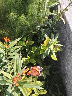 墙边绿植绽放鲜艳花朵