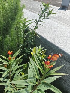 花坛中的绿植与鲜艳花朵