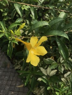 软枝黄蝉